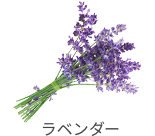 ラベンダー